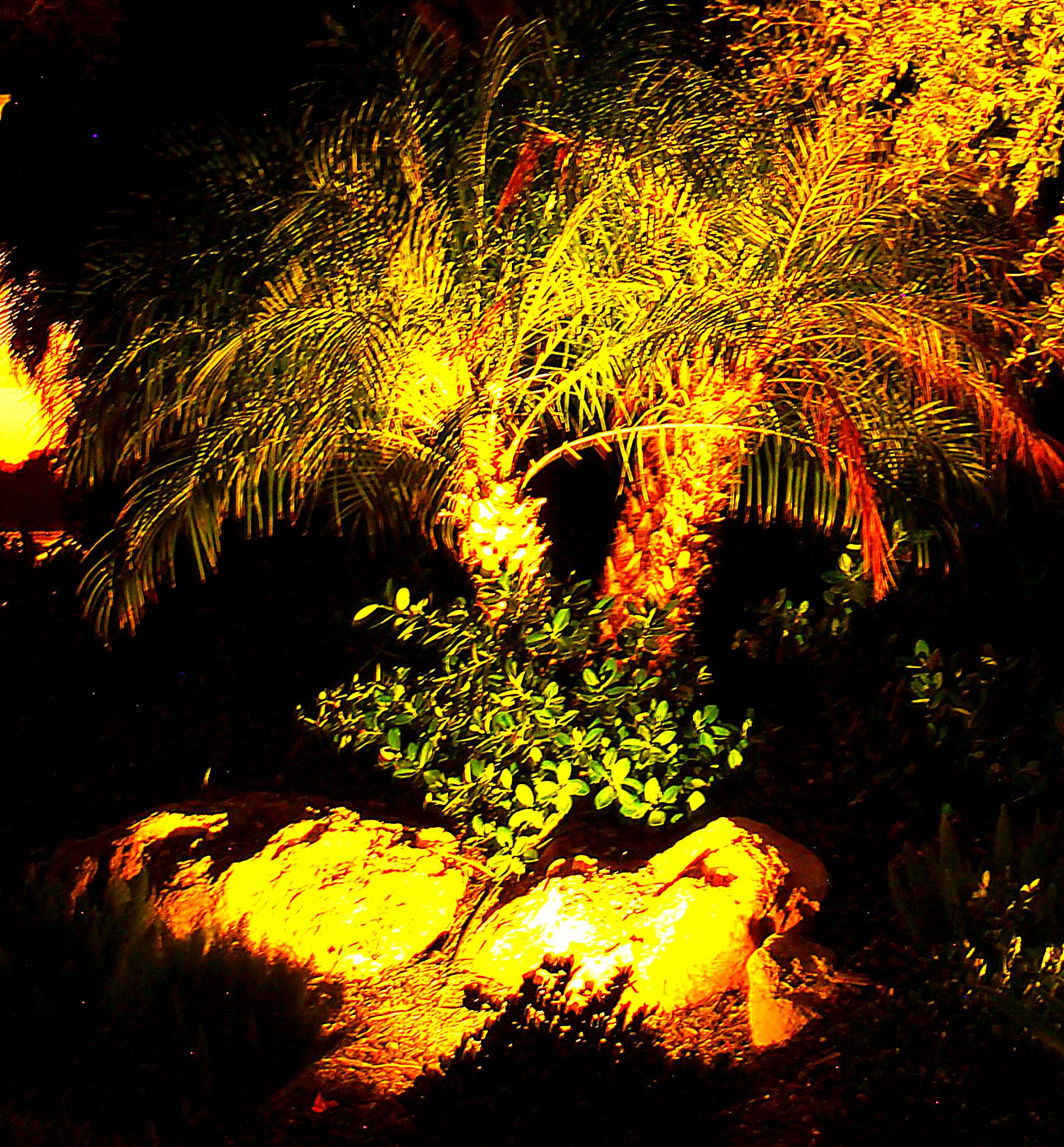 Premium outdoor lighting showcasing garden pathways and plantings