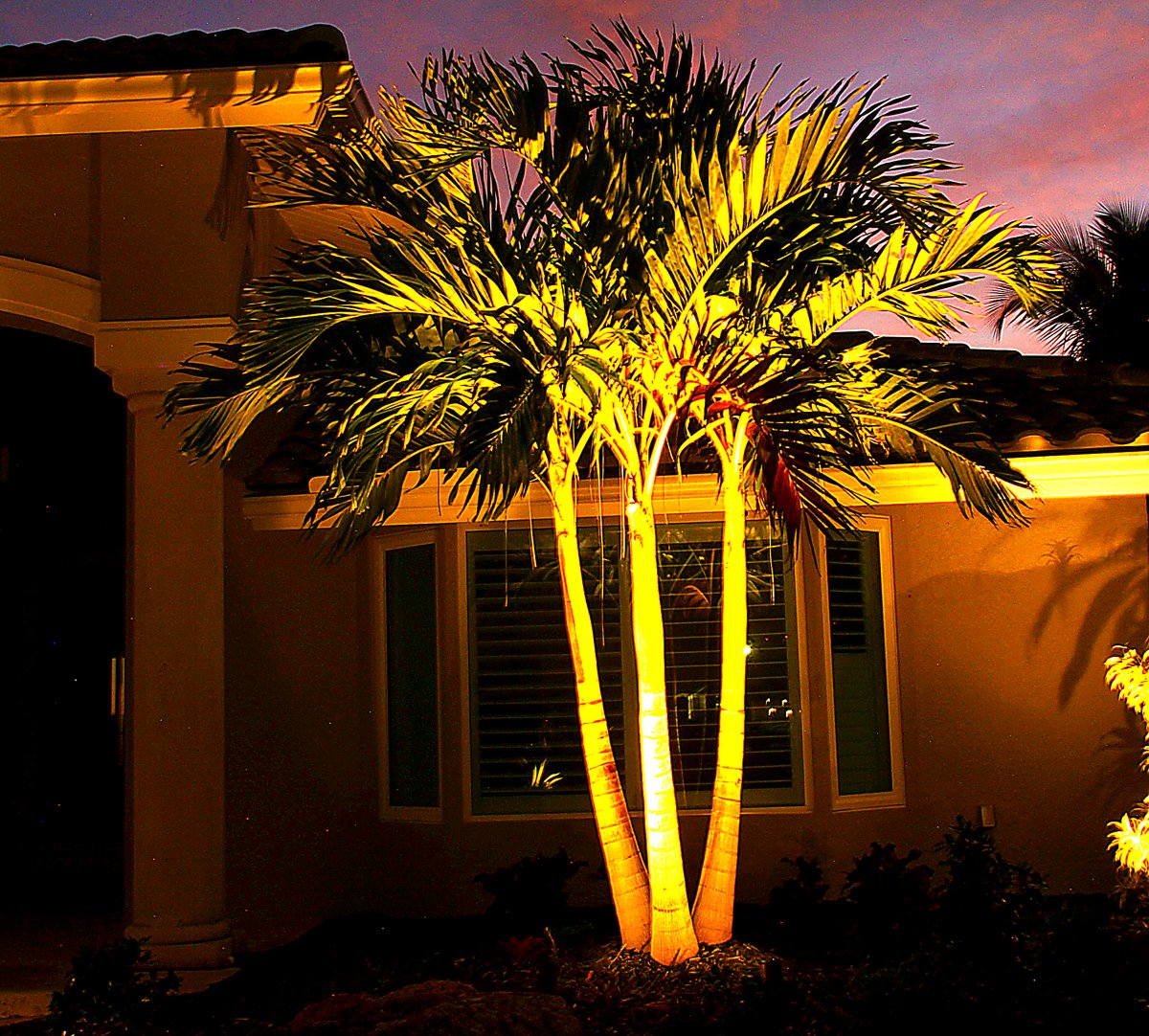 Dramatic uplighting on palm trees and architectural features at night